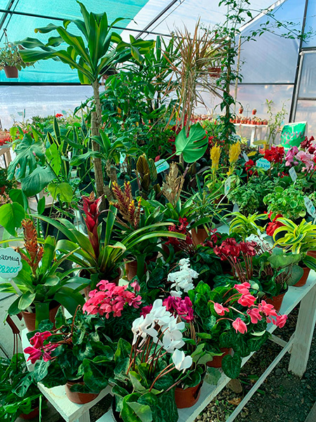 VIVERO_ZONA_VERDE_EN_LA_GUIA_ESQUEL