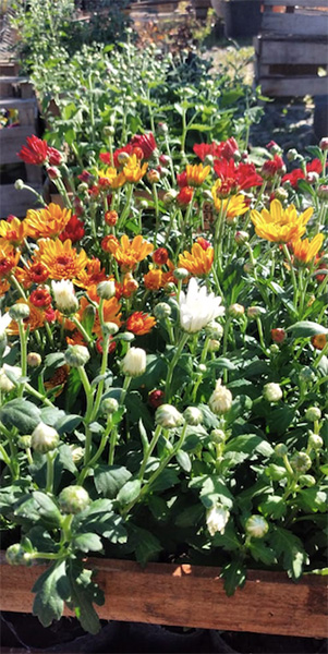 VIVERO_ZONA_VERDE_EN_LA_GUIA_ESQUEL