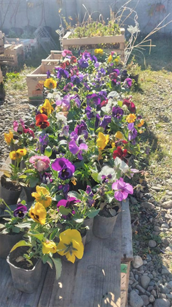 VIVERO_ZONA_VERDE_EN_LA_GUIA_ESQUEL