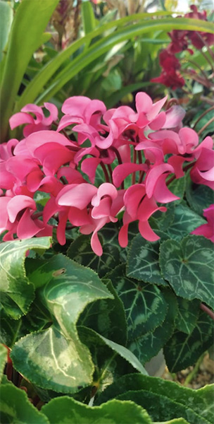 VIVERO_ZONA_VERDE_EN_LA_GUIA_ESQUEL