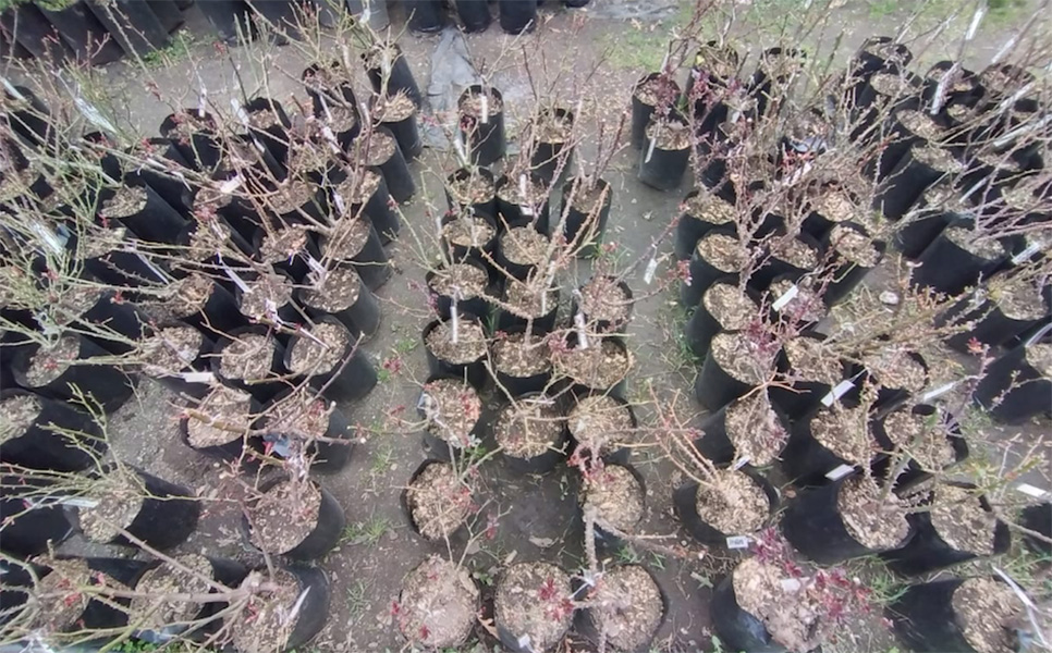 Vivero_Agreste_Los_Arboles_de_eladio_en_La_Guia_Esquel
