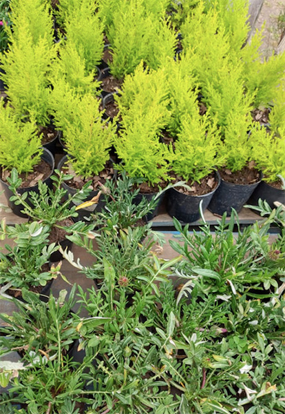 Vivero_Agreste_Los_Arboles_de_eladio_en_La_Guia_Esquel