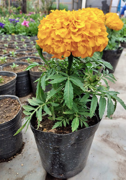Vivero_Agreste_Los_Arboles_de_eladio_en_La_Guia_Esquel