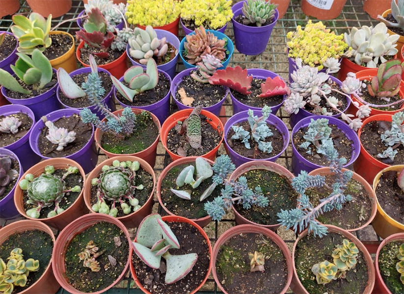 Vivero_Agreste_Los_Arboles_de_eladio_en_La_Guia_Esquel