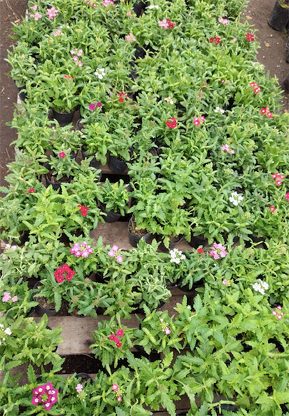 Vivero_Agreste_Los_Arboles_de_eladio_en_La_Guia_Esquel