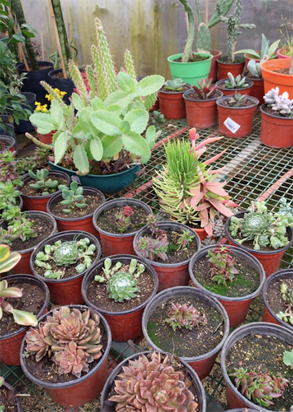 Vivero_Agreste_Los_Arboles_de_eladio_en_La_Guia_Esquel