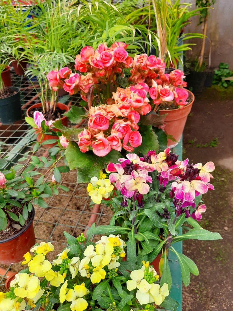 Vivero Agreste Los Arboles_de Eladio en La Guia Esquel