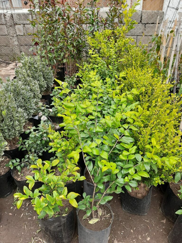Vivero Agreste Los Arboles_de Eladio en La Guia Esquel