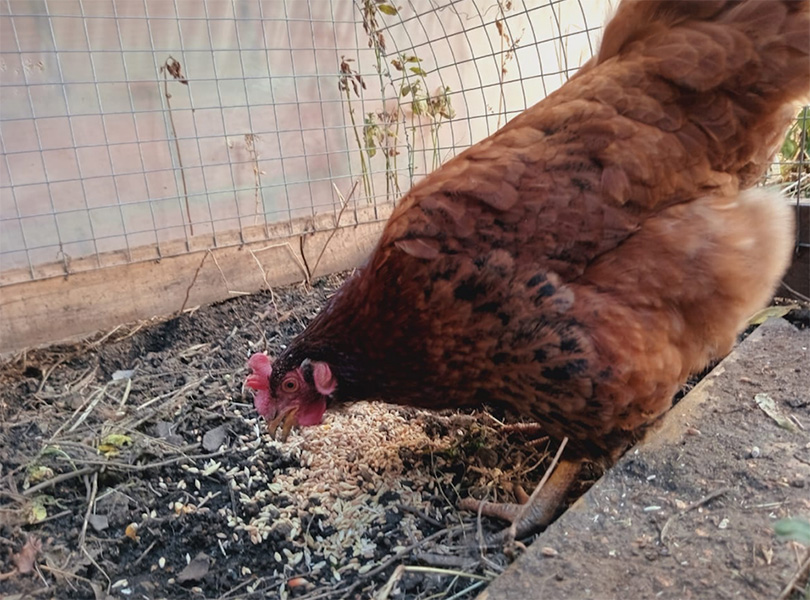 Camila_cuida_tu_hogar_y_tus_mascotas_en_La_Guia_Esquel