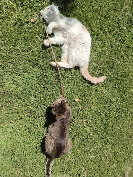 Camila_cuida_tu_hogar_y_tus_mascotas_en_La_Guia_Esquel