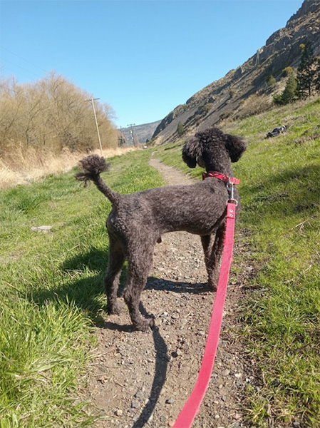 Camila_cuida_tu_hogar_y_tus_mascotas_en_La_Guia_Esquel