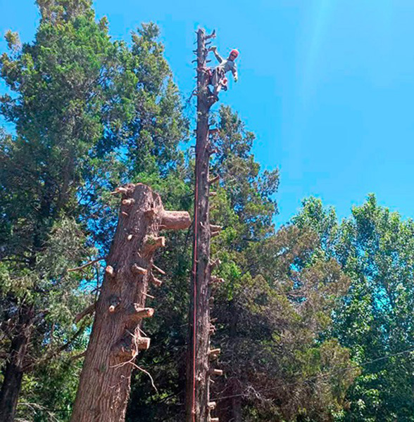 Forestal Patagonia