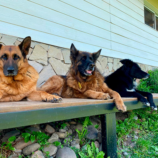 Akela Hotel Canino